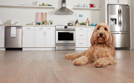 Goldendoodle laying in Kitchen on Luxury Vinyl Plank